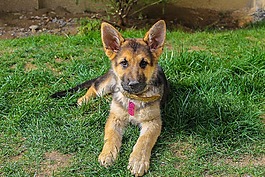 德國牧羊犬,戒婊子,草