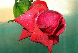 玫瑰,紅色,露水