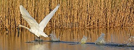 天鵝,動(dòng)物,水禽