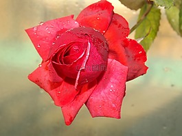 玫瑰,紅色,露水
