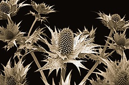 植物,花,藍色