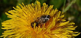 蜜蜂,蒲公英,花