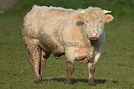 母牛,動(dòng)物,牛肉