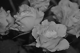 玫瑰,植物,鮮花