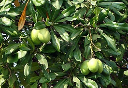 海芒果,馬達加斯加考驗豆,odollam樹