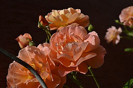 鮮花,性質(zhì),春