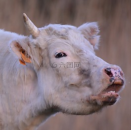 母牛,動物,牛肉