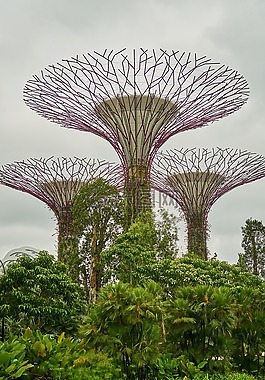 植物,新加坡,公園