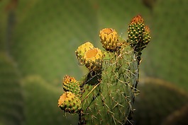 仙人掌花,仙人掌,帕爾馬