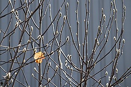 葉,春天,花蕾