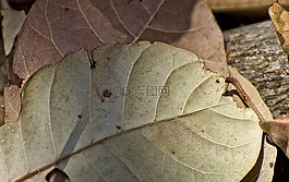 干葉,腰果樹,蔬菜