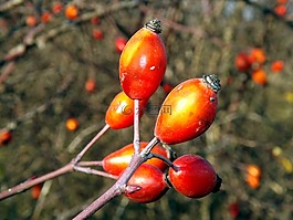 玫瑰果,水果,紅色