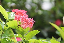 自然,綠色,粉紅色