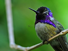 蜂鳥,鳥,紫頭小精靈
