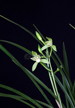 蘭花,植物,東方的