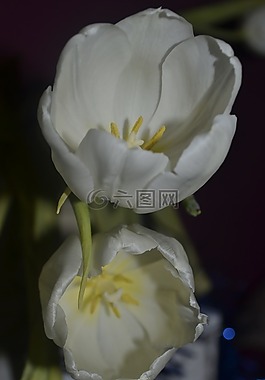 郁金香,白,花