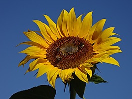 太陽花,天空,夏季