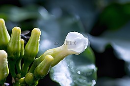 特寫,花,濕