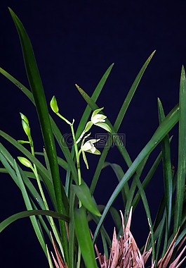 蘭花,植物,東方的