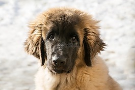 狗,小狗,购买leonberger