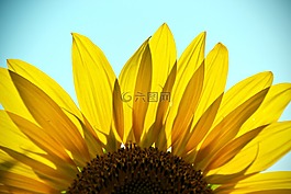 向日葵,工廠,花