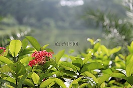 景觀,自然,綠色
