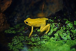 青蛙,兩棲類,黃色