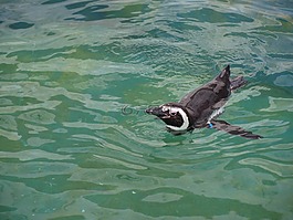 企鵝,動(dòng)物園,海