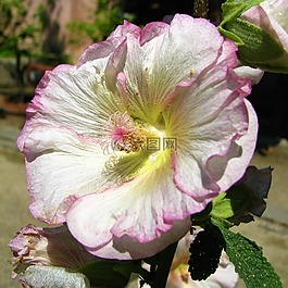 花,廠,性質(zhì)