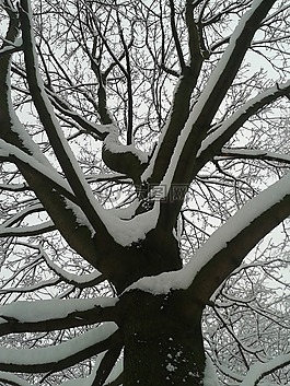 冬季,雪,樹