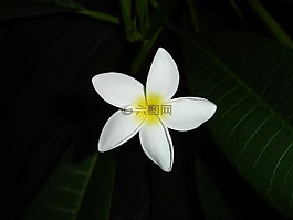 花,白,黃色