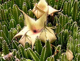 花,異國情調(diào),植物學