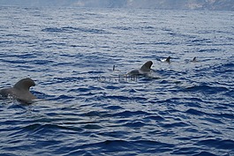 鯨,特內(nèi)里費,海洋