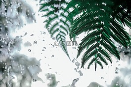 自然,蕨類植物,葉子
