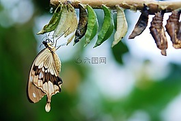 棕色,白蝴蝶,蝴蝶