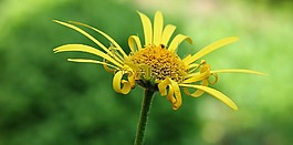 magerite,花,性质