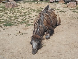 駱駝,動物,動物園