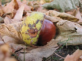 板栗,秋季,帶動