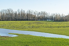 性質(zhì),景觀,草