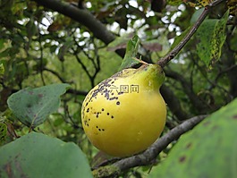 木瓜,水果,樹