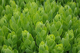 植物,草,綠色