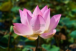 蓮花,花卉,性質(zhì)