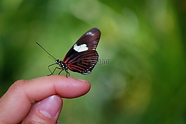 翠凤蝶 rumanzovia,蝴蝶,动物