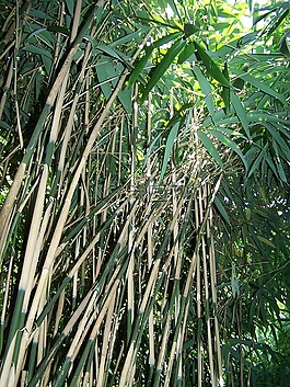 竹,森林,性質(zhì)