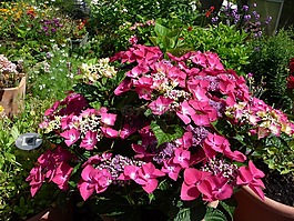 八仙花,鮮花,夏季