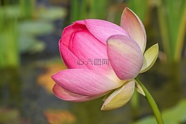 蓮花,水生植物,花