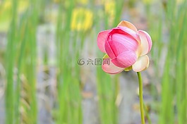 蓮花,水生植物,花