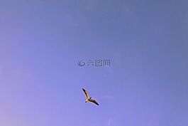 動物,鳥,飛行