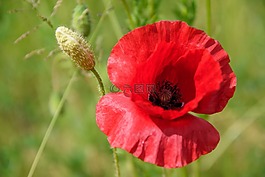 罌粟,klatschmohn,紅罌粟