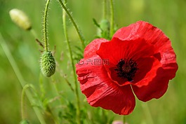 罌粟,klatschmohn,紅罌粟